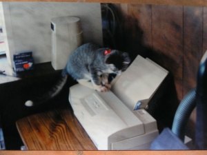 Spaz as a kitten in 1997