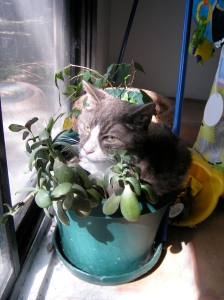 He couldn't go outdoors after the accident, which was hard for him. He had to settle for a potted plant.